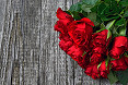 Rosa rossa