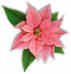 Stella di Natale rosa