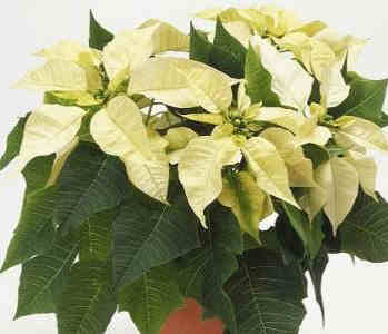 Potare La Stella Di Natale.Stella Di Natale Euphorbia Pulcherrima