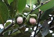 Frutti albero caco