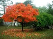 Albero cachi in autunno