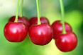 Grappolo ciliegie albero ciliegio