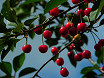 Ramo albero di ciliegie