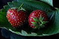 Foglia di fragola