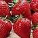 Fragola caratteristiche