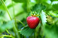 Piantina fragola