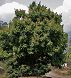 Albero Licis - Licthi