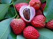 Frutti Licis - Licthi