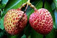 Licis o Litchis