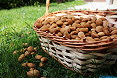 Cesto di mandorle