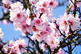 Fiori mandorlo