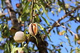Mandorle aperte