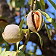 Mandorlo caratteristiche