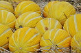 Melone giallo