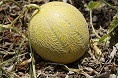 Pianta melone