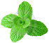 Menta