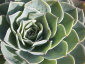 Pianta grassa echeveria crassulaceae