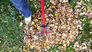 Pulizia foglie in giardino