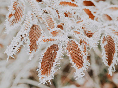 Cura piante in inverno